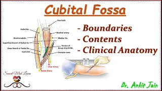 Cubital fossa / Anatomy/Simplified - Boundaries, contents, and clinical anatomy/ in hindi
