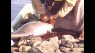 Hand Lining for Tuna, Oman, 1989,