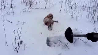 Спасли лису, хвост которой вмерз в снег