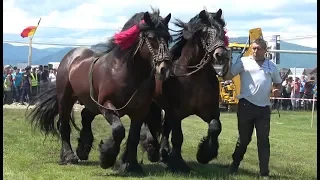 Parada cailor de la Marginea, Bucovina 2 Iunie 2019 Nou !!!