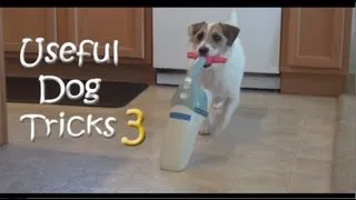 Useful Dog Tricks 3 performed by Jesse