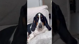 Person is hiding Easter eggs under a Basset Hound's neck!