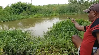 Fish hunting | Amazing Rohu Fishing | rohu fishes catch