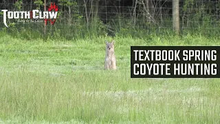 Textbook Spring Coyote Hunting