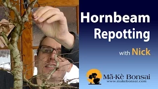 89) Hornbeam Bonsai Repotting Carpinus betulus with Nick