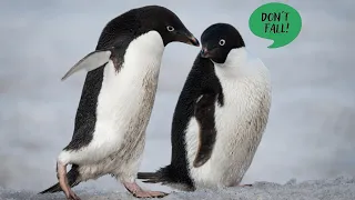 Adelie Penguins can't stop tripping over their own feet in antarctica