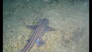 Ghost Shark (Chimaera Monstrosa)