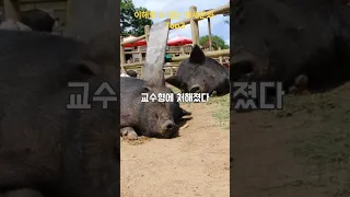 이해할 수 없는 중세 문화