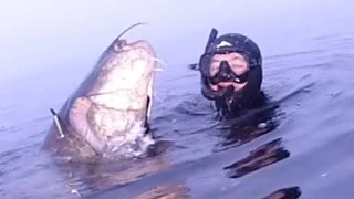 Подводная охота. Сом 40 кг / Spearfishing Catfish 40 kg.