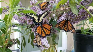 Anise swallowtail and Monarch butterflies