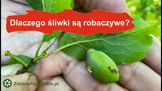 Jak zapobiec owocówce na śliwkach?