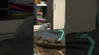 Cat Slaps Measuring Tape || ViralHog