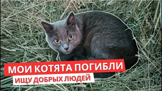 У Кошки Погибли Котята. Кошки Задонского монастыря.