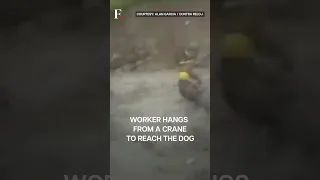 Watch: Daring Rescue to Save Dog Trapped in Swollen River | Subscribe to Firstpost