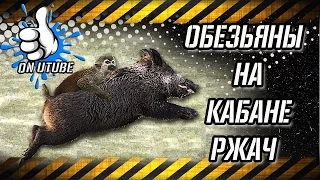 Обезьяны на кабане неуловимые мстители РЖАЧ 😂: приколы 2017, подборка приколов onutube - #onutube