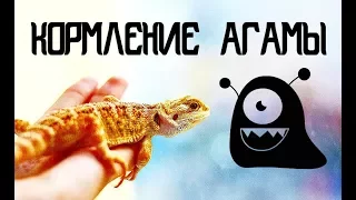 КОРМЛЕНИЕ БОРОДАТОЙ АГАМЫ | СВЕРЧКИ И ЗООФОБУС | KEKC CHANNEL