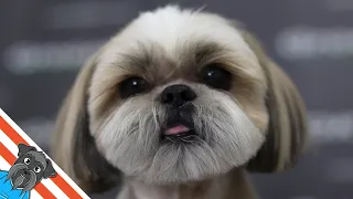 The best haircuts for shih tzu dogs