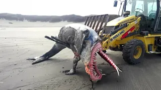 Lo que Encontraron en el Mar Caspio, sorprendió al Mundo Entero.