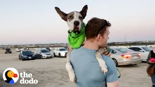 2-Pound Great Dane Puppy Has To Start Walking Before He Gets Too Big  | The Dodo Adoption Day