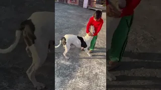 Baby playing with Pitbull.                #pitbull #pets #petlover #doglover #baby #babygirl #hr