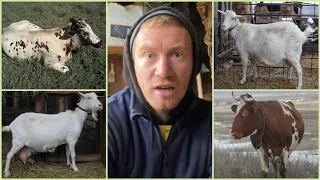 РЕКОРДНЫЕ И МИНИМАЛЬНЫЕ УДОИ МОИХ КОРОВ и КОЗ ⬆️⬇️🐄🐂🐐🐐🐐