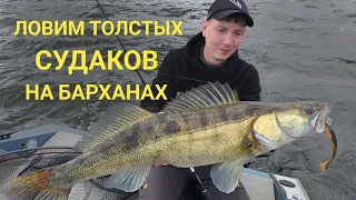 Судаки летом с барханов.