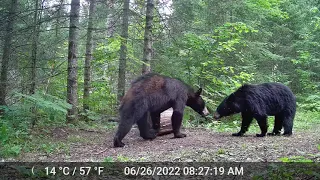 Trail Cam - Bear Fight, Coyote, Deer, Turkey