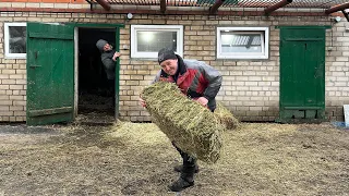 Все буде Україна! Маленька ферма Brown Swiss, порахували скільки коштуватиме вигодувати корівку...