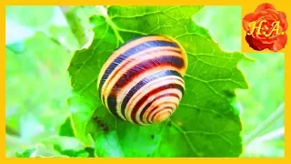 Улитки в природе🐌Видеонаблюдение и интересные факты🐌