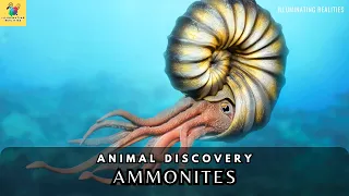 Ammonites: The Spiraled Secrets of Earth's Ancient Oceans