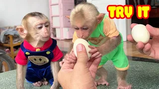 Baby monkeys Bon Bon and Bi Bi eat boiled eggs for the first time