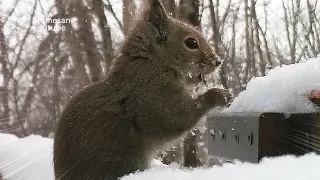 【ふわふわの雪】ニホンリス、口や手に雪をたくさんくっつける！