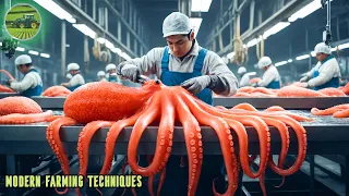 How farmers catch millions of giant octopuses and process them in a unique way | Processing Factory