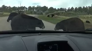 Car Surrounded By Bears!  -  Bear Country, U.S.A.