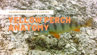 Yellow Perch Anatomy