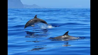 Dolphin Days (Full Show) at SeaWorld