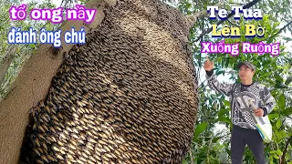 #856. 4 Tổ Ong Kế Bên ÔNG CHÚ Bắt 2 Tổ Bị Đánh Bỏ Nghề.Caught 4 Beehives Next to the Dismissed Uncle