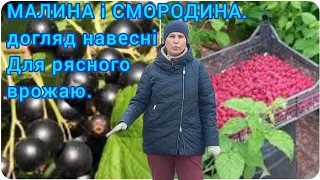 МАЛИНА і СМОРОДИНА🫐Рясний Врожай Гарантовано#доглядзамалиною#формуваннямалини#доглядзасмородиною#сад