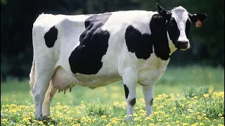 Sounds of bulls, cars mooing cows, | types of cows and from variety