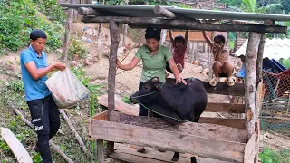 Building a Bathroom, Construction of a New Cowshed | Family Farm