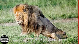 Estúpido! 30 Momentos En Que La Presa Hace Que El León Muera De Hambre, El Último Momento Del León