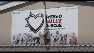 The Lowe Down: Fresno Bully Rescue