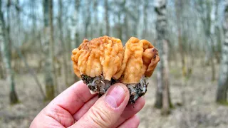 Мои первые в этом сезоне грибы - строчки! Грибы в Подмосковье 2020. Мысли о Коронавирусе из леса