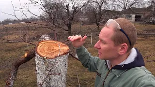 НОВОЕ ДЕРЕВО из ОЧЕНЬ СТАРОЙ ВИШНИ