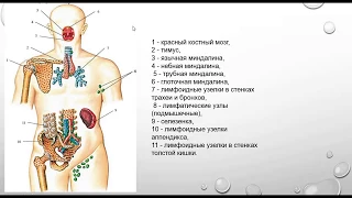 ЦЕНТРАЛЬНЫЕ ОРГАНЫ ИММУННОЙ СИСТЕМЫ: КОСТНЫЙ МОЗГ И ВИЛОЧКОВАЯ ЖЕЛЕЗА