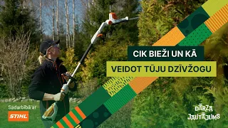 Dārza jautājums: Kā veidot tūju dzīvžogu un kādas kļūdas nepieļaut