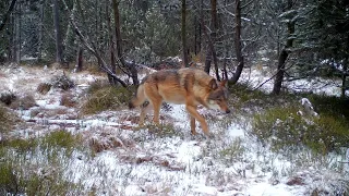 Wolfspaar des Marienberg-Territoriums im Erzgebirge, Januar 2023