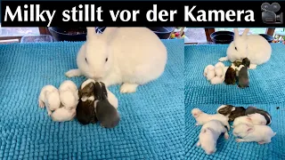 Milky stillt vor der Kamera/Babys sind so süß/Kaninchenbande