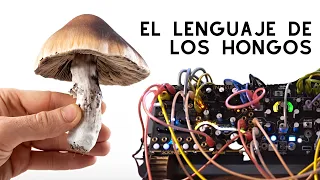 Música hecha con HONGOS 🍄 🎹  | MycoLyco - Modern Biology