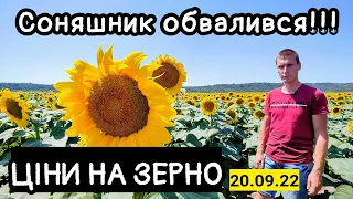 Ціни на зерно 20.09! Соняшник обвалився, що робити далі😳